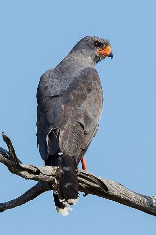 095 Zuid-Afrika, Sabi Sand Game Reserve, zanghavik.jpg